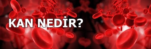 Kan Nedir? Görevleri Nelerdir?