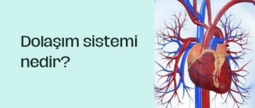 Dolam sistemi nedir?