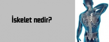 skelet nedir?