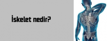 İskelet nedir?