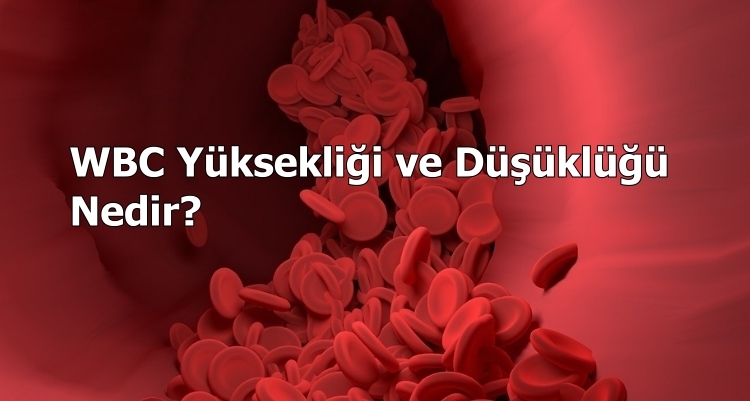 WBC Ykseklii ve Dkl Nedir?